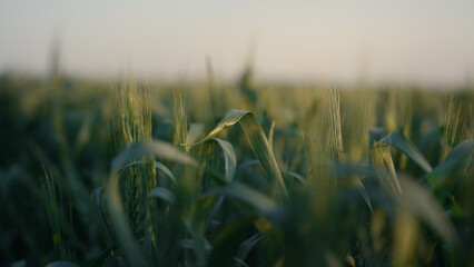 Green wheat spikelets growing field closeup. Unripe cereal harvest at sunset.