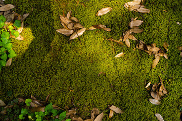 苔で一面覆われた地面の背景素材