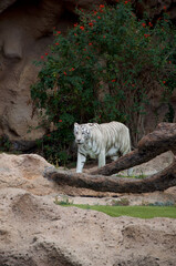white bengal tiger