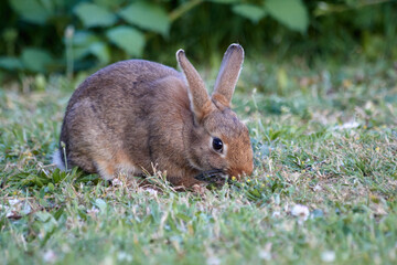 Bunny in the Grass