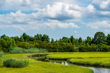 Landscape with marshland, grass, water, sky, clouds, forest, trees.