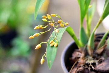 Flower buds of the orchid Oncidium sotoanum in vase