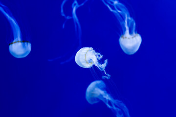 Exotic white jellyfish with long tails on a bright blue background. Tropical invertebrates Pelagia noctiluca in salty sea water. Selective focus.
