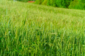 Green ears of a wheat field close-up, agronomic culture, crop production and agriculture, reduction of sown area for grain crops, copy space