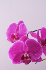 Pink orchid with isolated branch background. Selective focus of orchid.