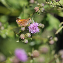 Butterfly on a flower