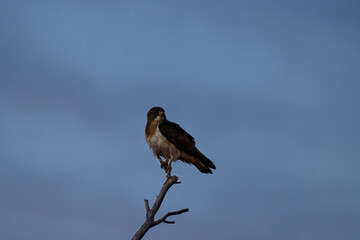 Perching Hawk