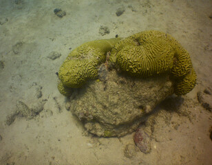 coral reef , caribbean sea , Venezuela
