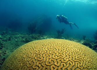 scuba diver , brain coral , caribbean sea , Venezuela