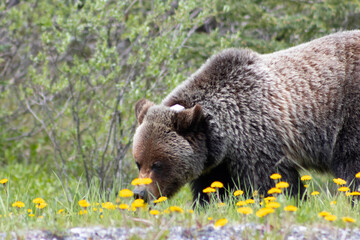 Grizzly Bear walking in grass eating dandelions on bright sunny day. close up