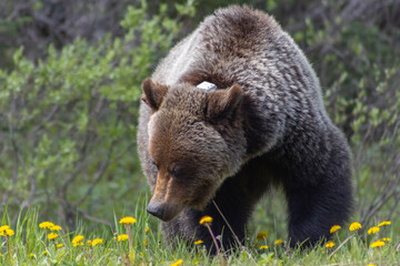 Obraz premium collared grizzly bear on roadside eating dandelions 