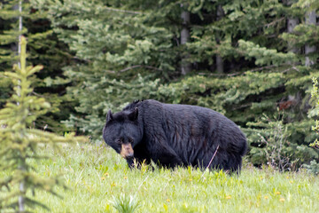 black bear in the forest
