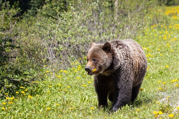 grizzly bear walking towards camera with dandelions in her mouth