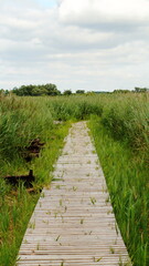 Fototapeta na wymiar wooden path in the field