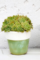 Pot with succulent plant. Low watering plants. Succulent garden. Outdoor garden. Nature. Gardening.