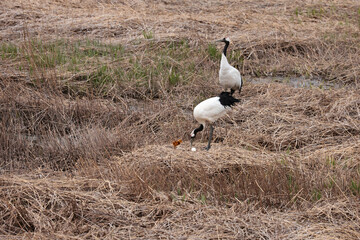 たんちょう子育て卵を見守るつがいと兄ちゃん