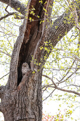 芽吹きの春エゾフクロウ