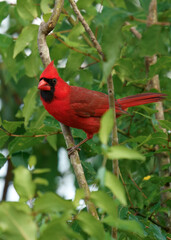 Red Cardinal Perched On A Tree Branch