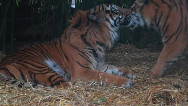 Close-up on two tigers. Wild cat. The tiger is a species of carnivorous mammals of the cat family, one of the five representatives of the panther genus. The tigers are playing with each other