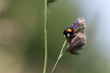 Harmonia axyridis - Asian Lady Beetle - Coccinelle asiatique