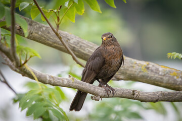 amsel