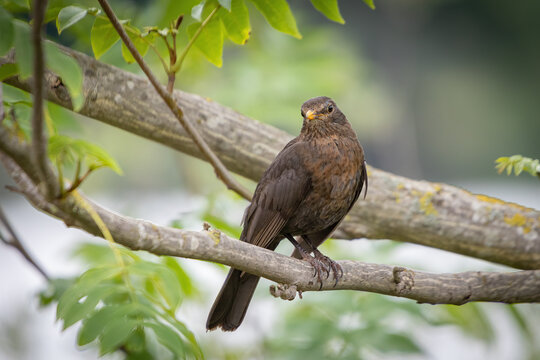 amsel