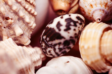 a lot of seashells diverse form on background