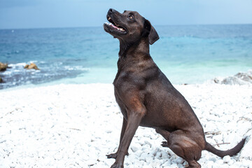 pretty big black wet dog pet at sea coast, lifestyle travel with dog concept