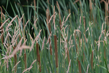 cattails in a swampy area of the park