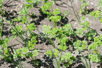 parsley and onion in the garden