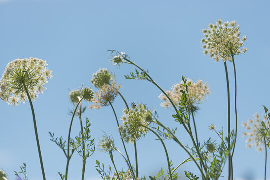 Daucus carota or Queen Anne's lace apiaceae on a blue sky