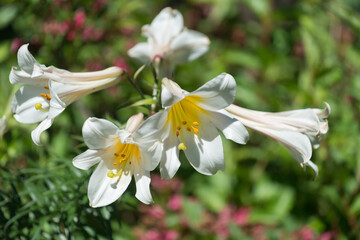 white lilies in the sun
