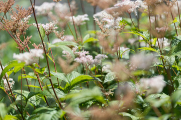 Astilbe plants with flowers in the garden