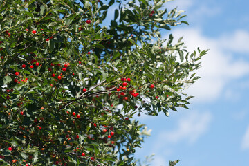 branches with tart cherries and blue sky with clouds