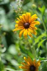 yellow rudbeckia flower in a sunny garden