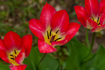Red tulip flowering close up.
