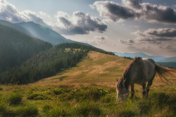 Fototapeta na wymiar Horse grazing in the meadow among the mountains