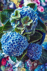 Beautiful blue hydrangea flowers close-up. Composition with flowers. Holiday card.