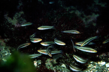 カミナリベラの幼魚　潮溜まり　タイドプール　海中写真