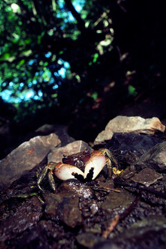 ベンケイガニ Images Browse 26 Stock Photos Vectors And Video Adobe Stock