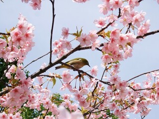 京都　東寺の桜とメジロ