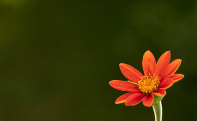 Single Mexican Sunflower Isolated with Copy Space