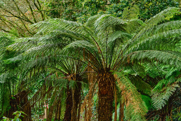 The tree ferns are arborescent (tree-like) ferns that grow with a trunk elevating the fronds above ground level, making them trees. Most tree ferns are members of the "core tree ferns", belonging to t