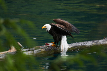American Bald Eagle Fishing - 516094606