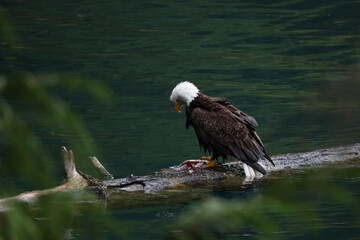 American Bald Eagle Fishing - 516094611