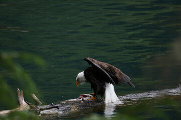 American Bald Eagle Fishing - 516094616