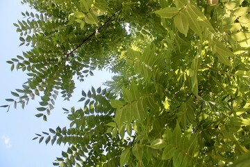 green leaves in the sun
