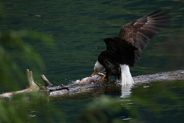 American Bald Eagle Fishing in a Lake - 516094626