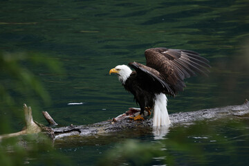 American Bald Eagle Fishing in a Lake - 516094632