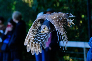 The Barking Owl is a medium-sized hawk-owl. Hawk-owls lack the definite heart-shaped face of the...